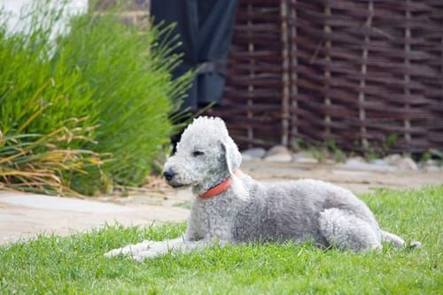 Bedlington Terrier, an illustration of the British dog breed